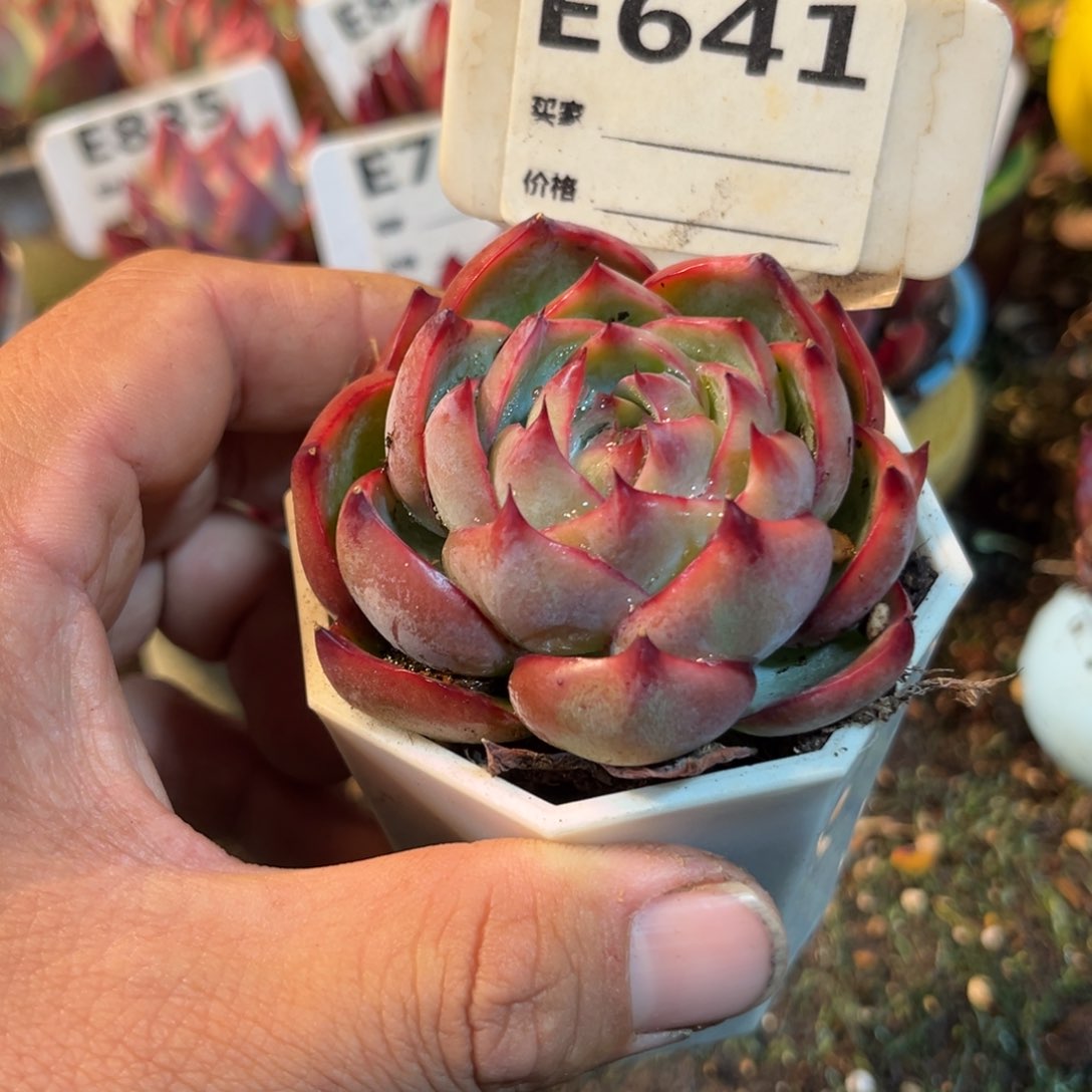 惊鸿一瞥641号多肉