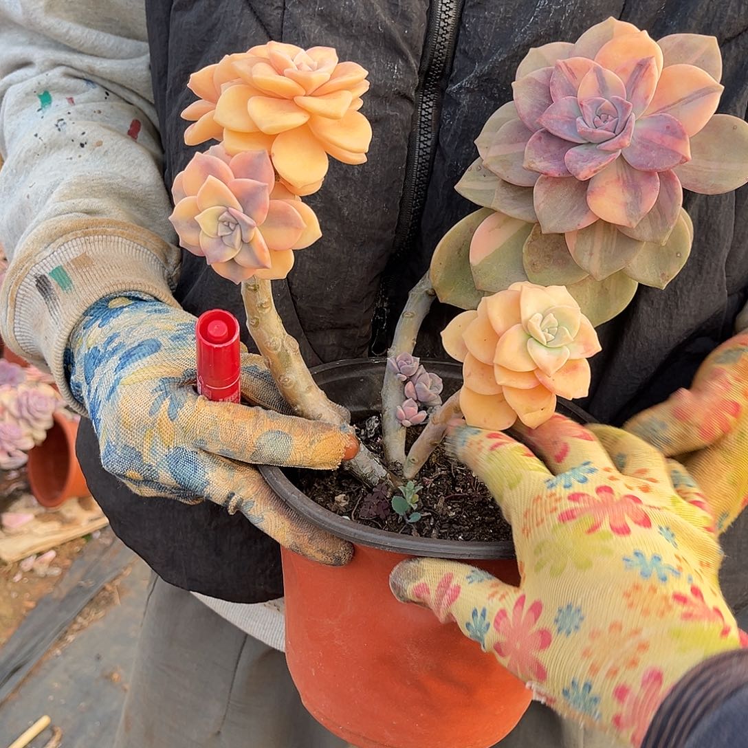 Ꭽ****多肉植物紫乐景C37