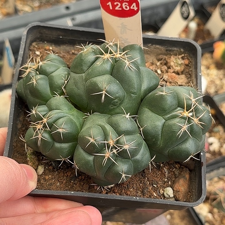 实生五头安宅象牙群一棵