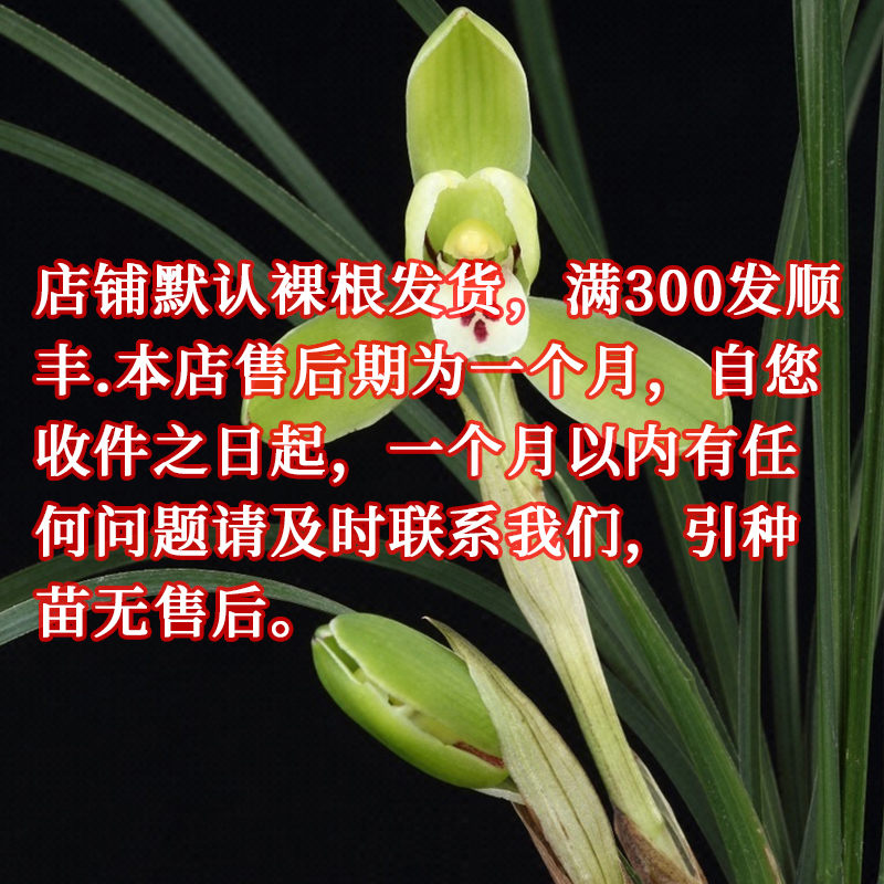 川兰九十米 名品兰花基地直发一物一拍请勿私自下单