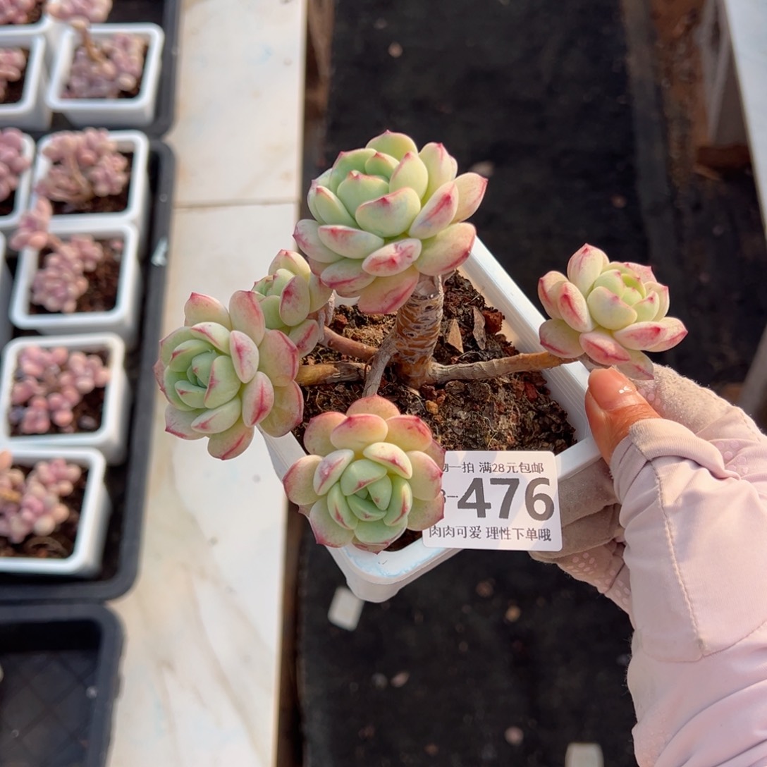 白底香草老桩多肉多肉多肉多肉