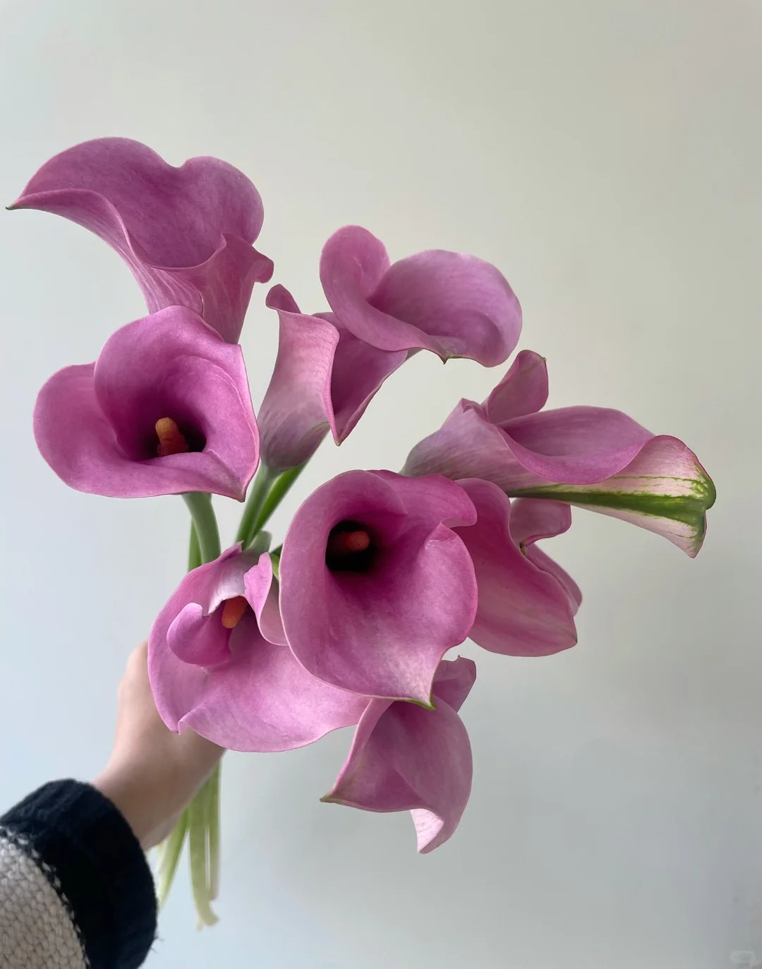 优选 进口深粉色海芋 鲜切花