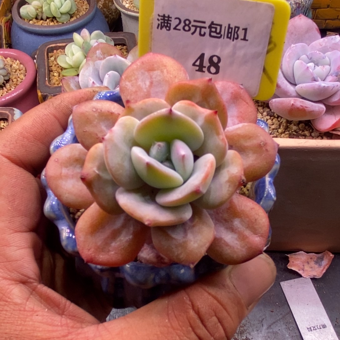 148老桩奶茶单头多肉…………