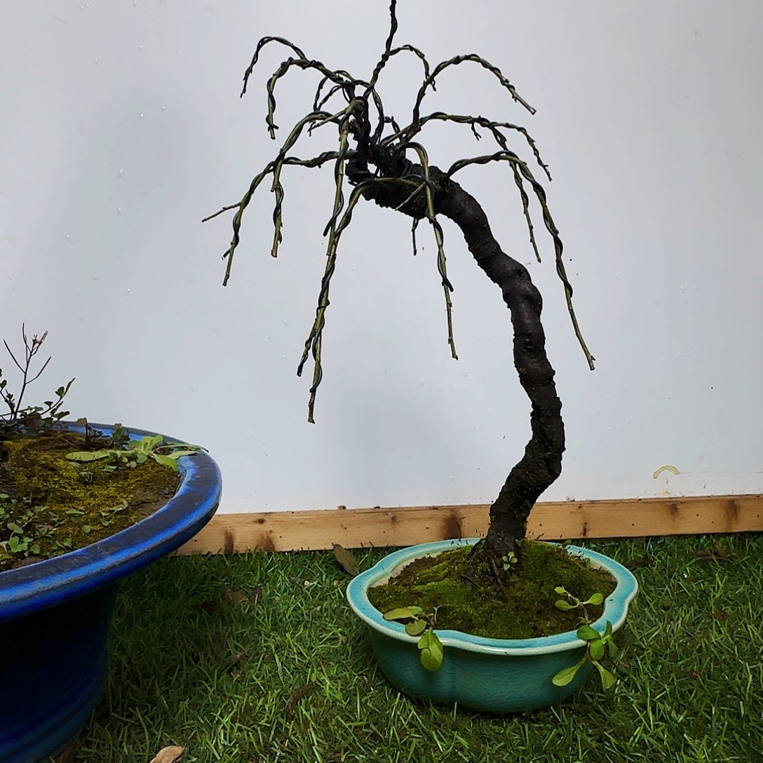 不***^无花朵顺丰北京顺丰个