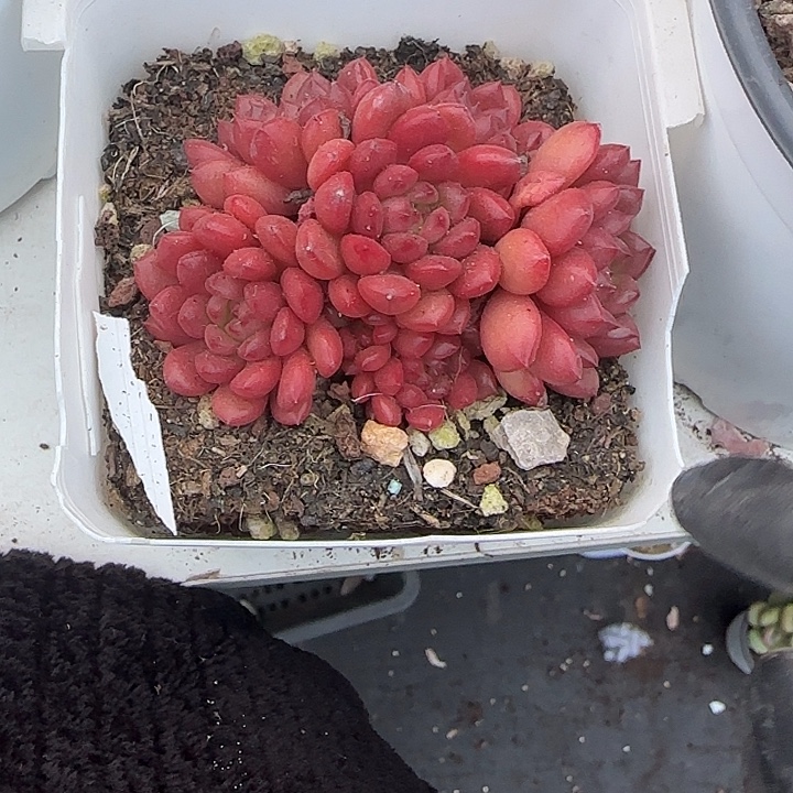 青蛙王子儿童牙膏11