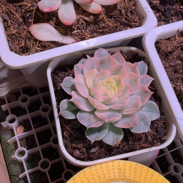 海琳娜锦多肉植物