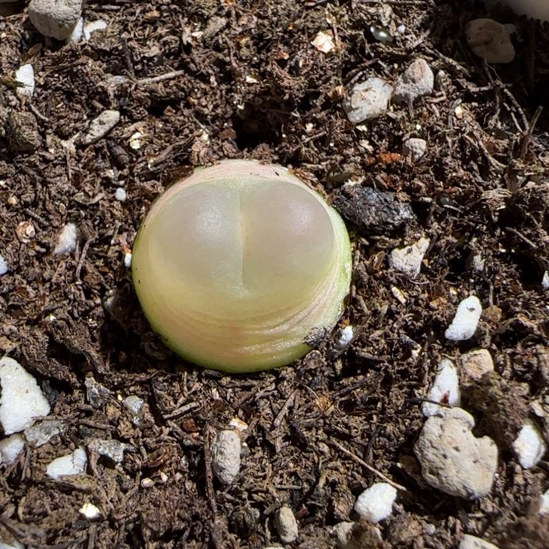 肉锥多肉植物组合-sh1200拉登225