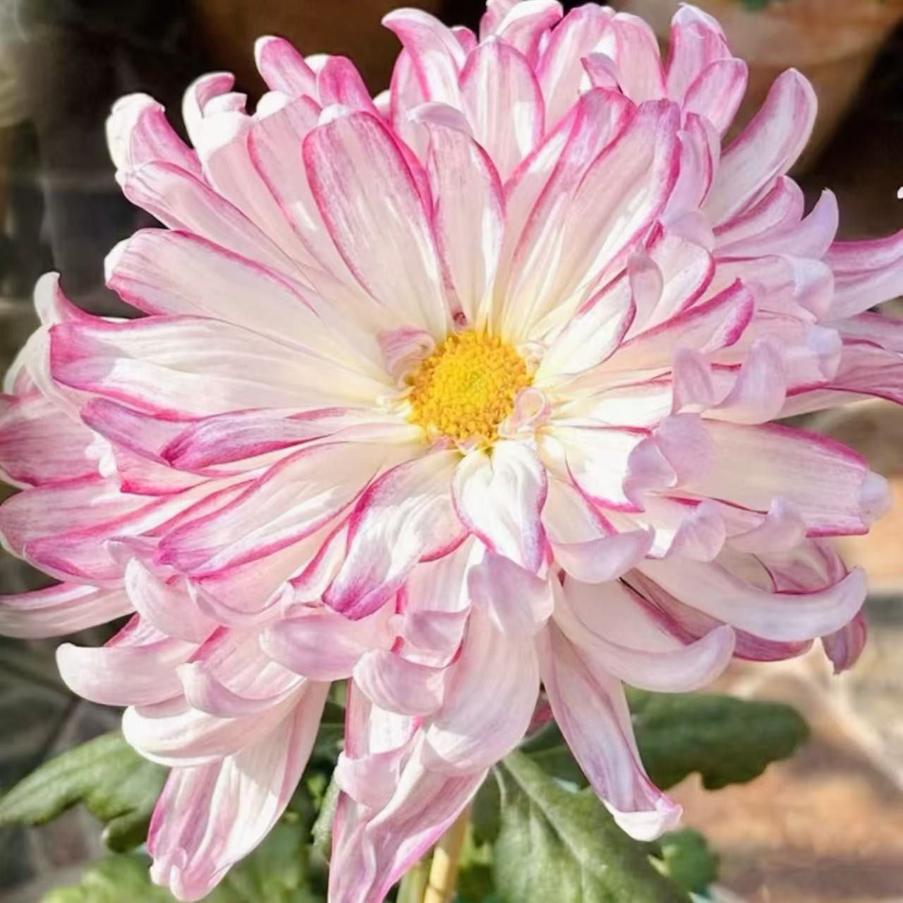 【名菊玉壶春】十大名菊菊花盆栽菊花苗耐寒植物开花大菊花带花苞 