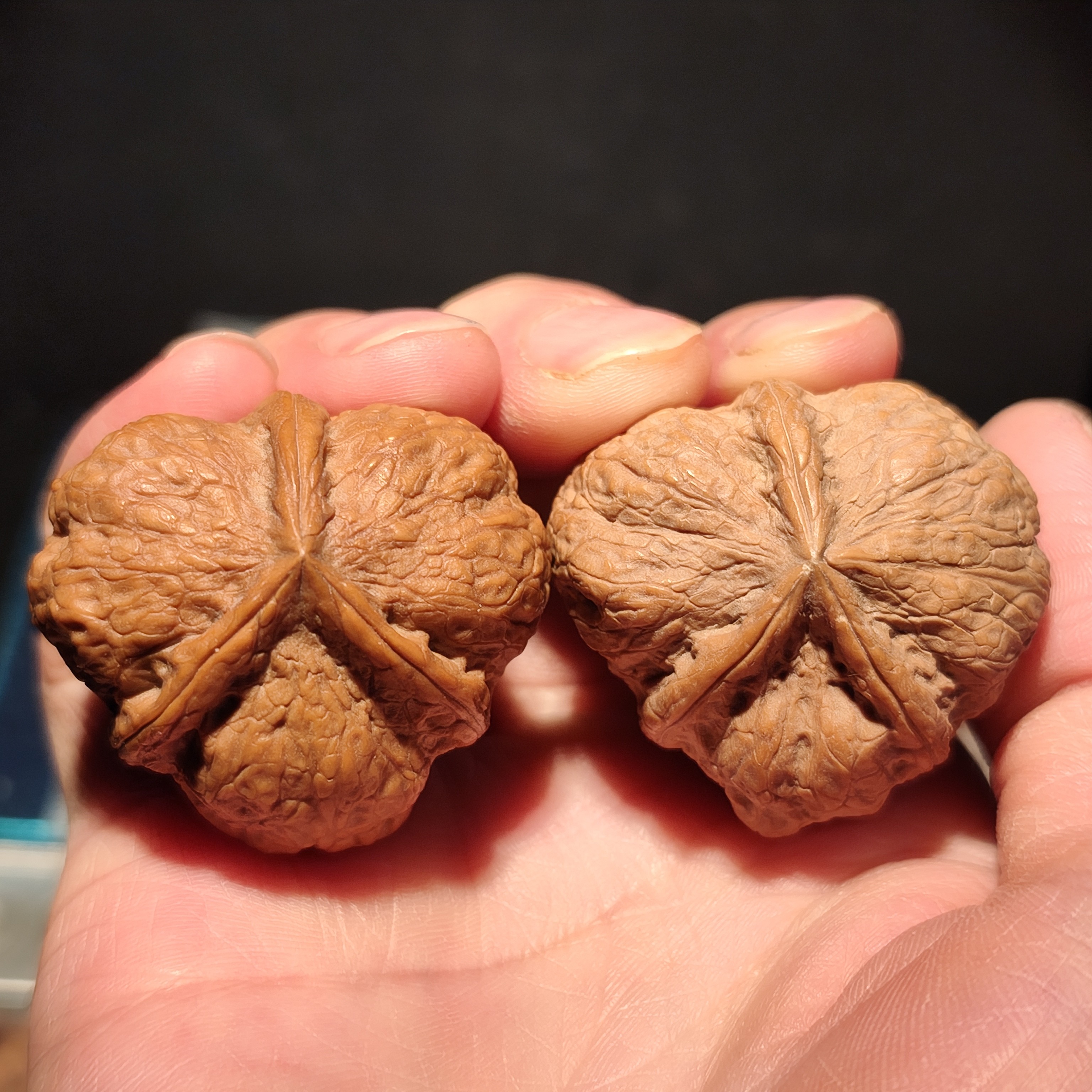 175号39云南铁核桃蝶桩玉璧三棱矮桩带阴皮色差底磕伤