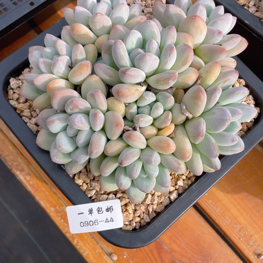 盛*?0906-44-香水，，，，，