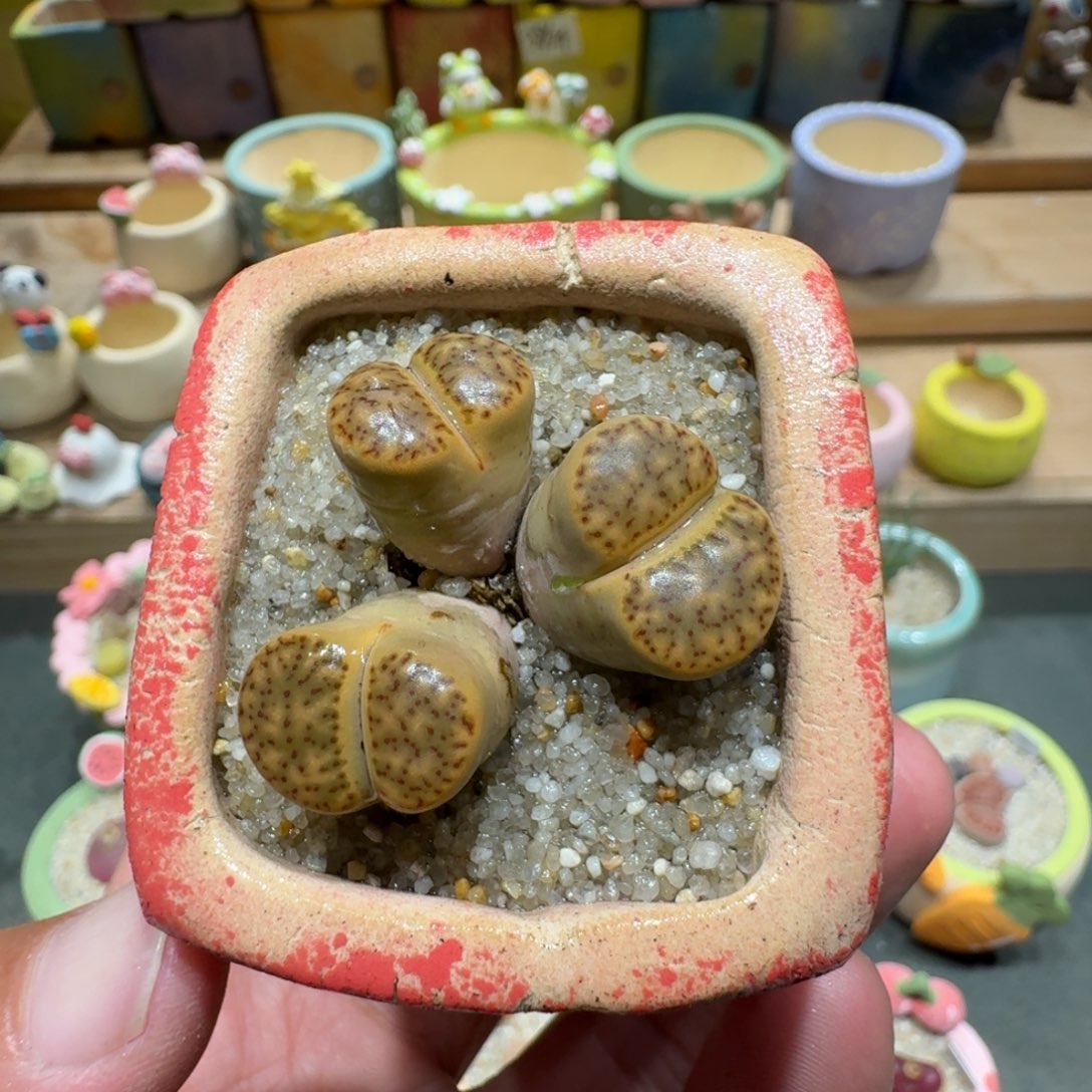 蘑菇1081折榴多肉植物