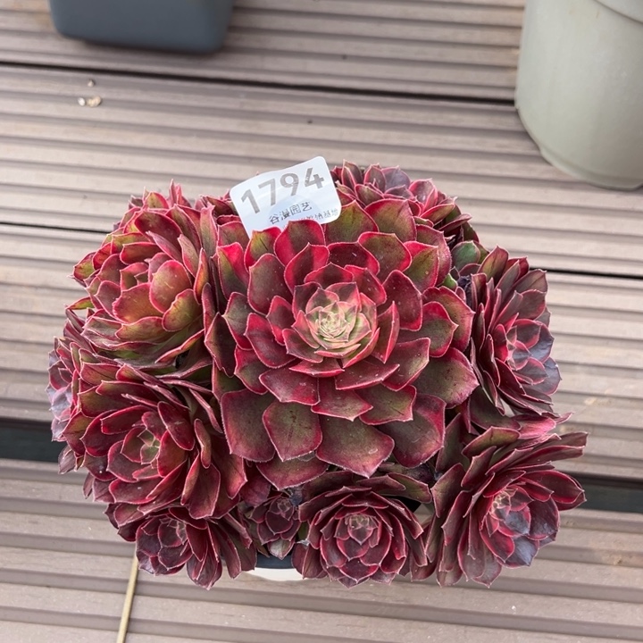 1794黑魔锦小捧花（小号）