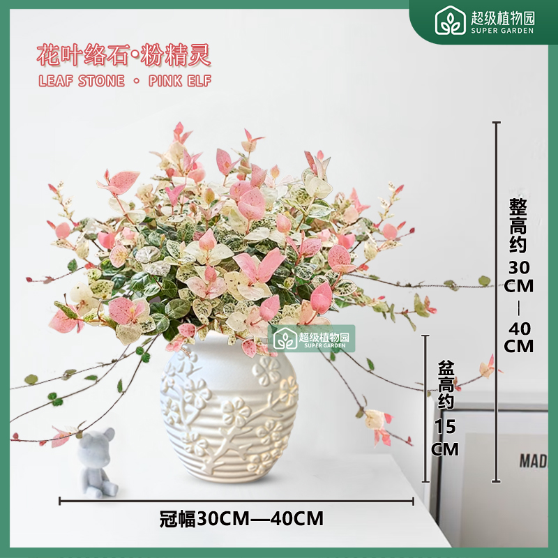 花叶络石五彩花卉客厅阳台彩络叶绿植盆栽办公室桌面好养植物