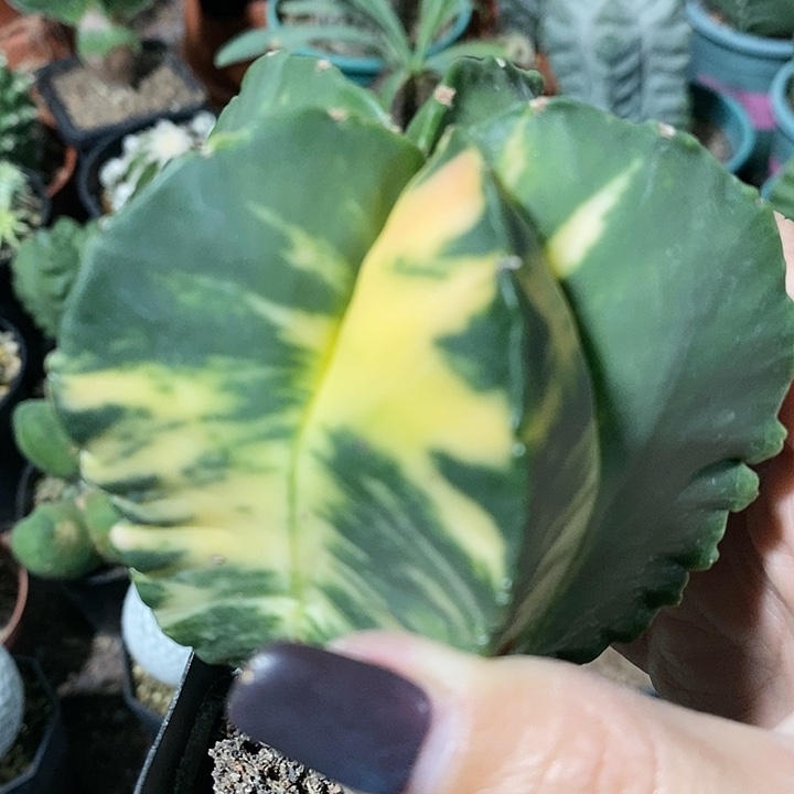 花花草草花花草草