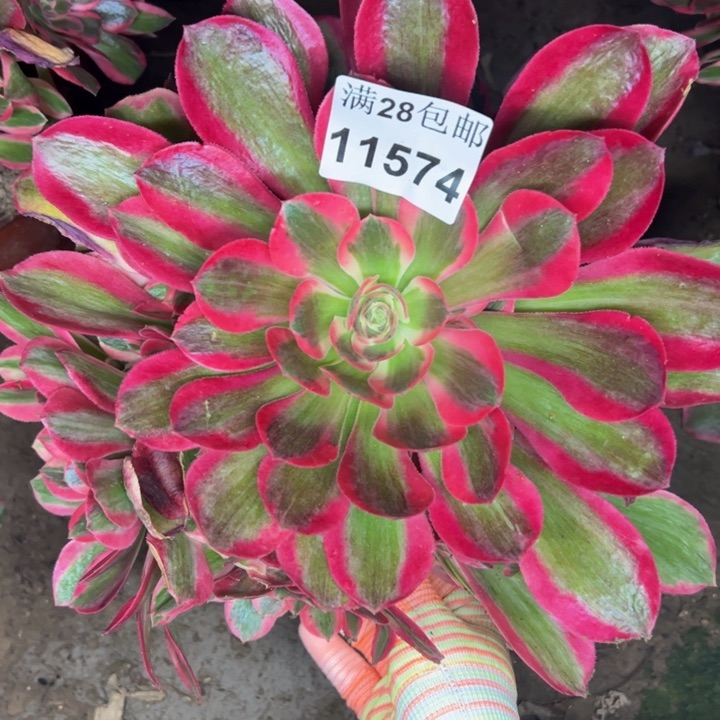 11574女郎多肉植物