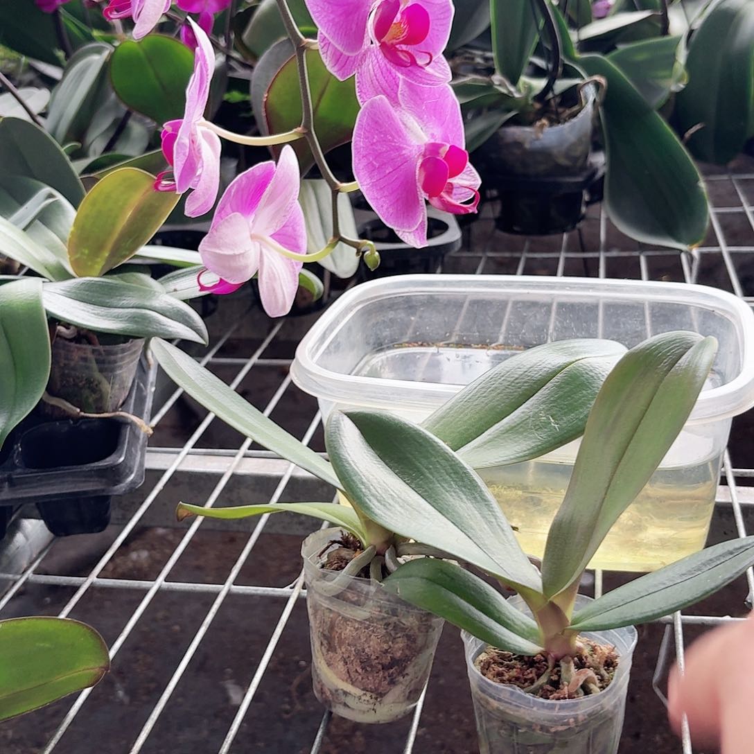 蝴蝶兰3颗魅力无限粉色系列2颗2.0杯