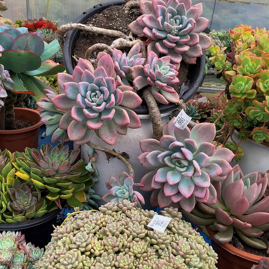 不***弃    奥普多肉09095