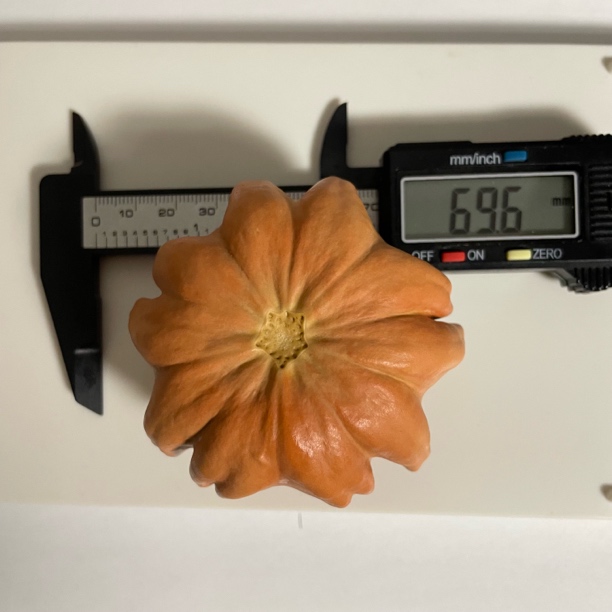 精品反色墨西哥葫芦，大厚皮，尺寸看图