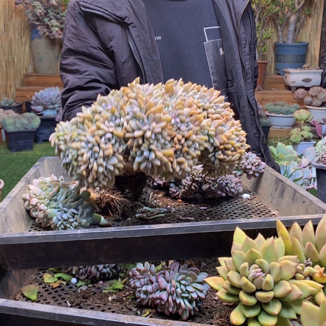 芳****白H226号淡雪缀多肉