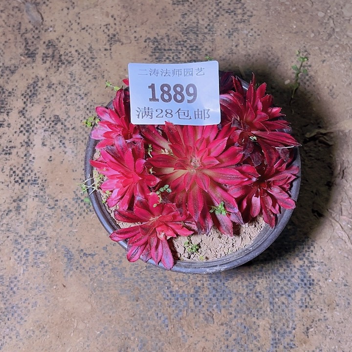 雪**瑰1889凤凰超白多肉植物