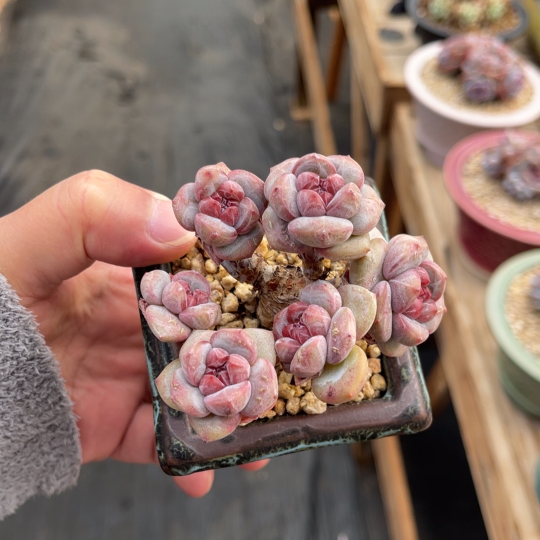 小脸星影一物一拍