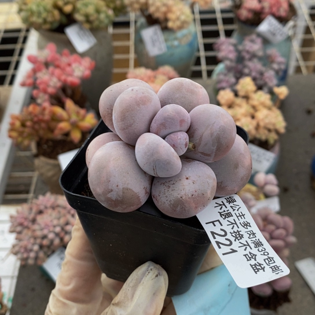 水光针221/6c m多肉