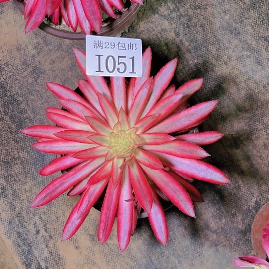 1051朱雀多肉植物