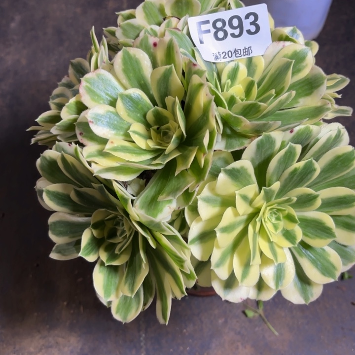 瑞妈多肉园艺，893.迈