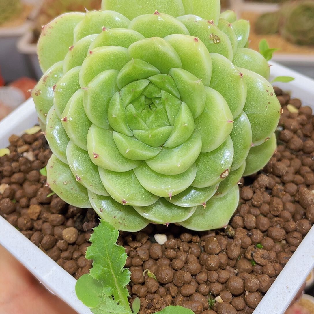 316翡冷翠母本哈哈哈