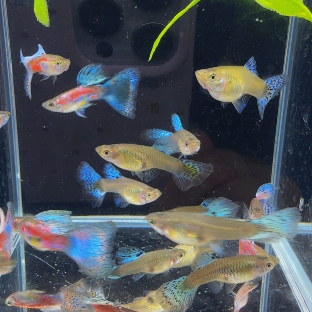 孔雀鱼红草20条答对发货