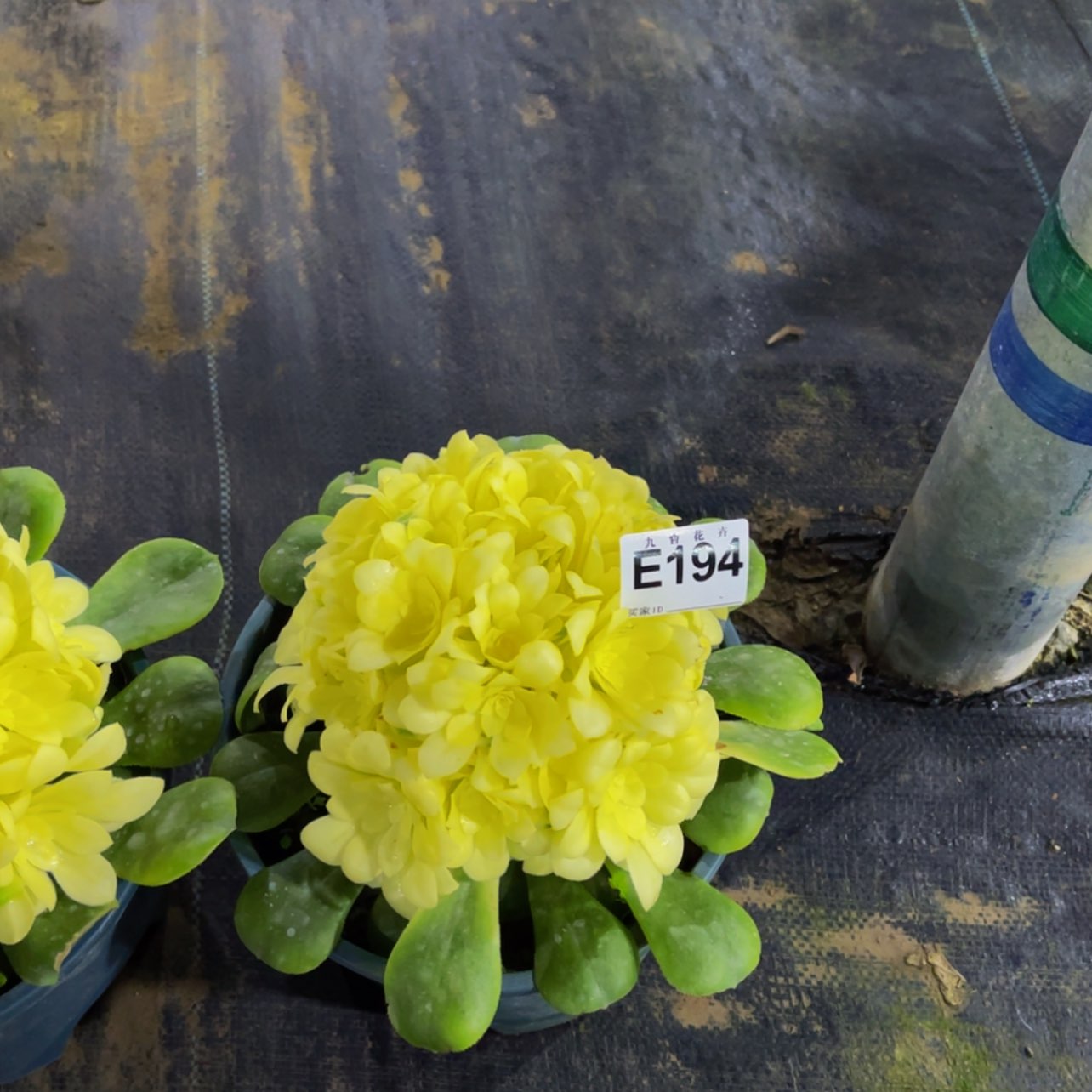 【闪购商品】19400