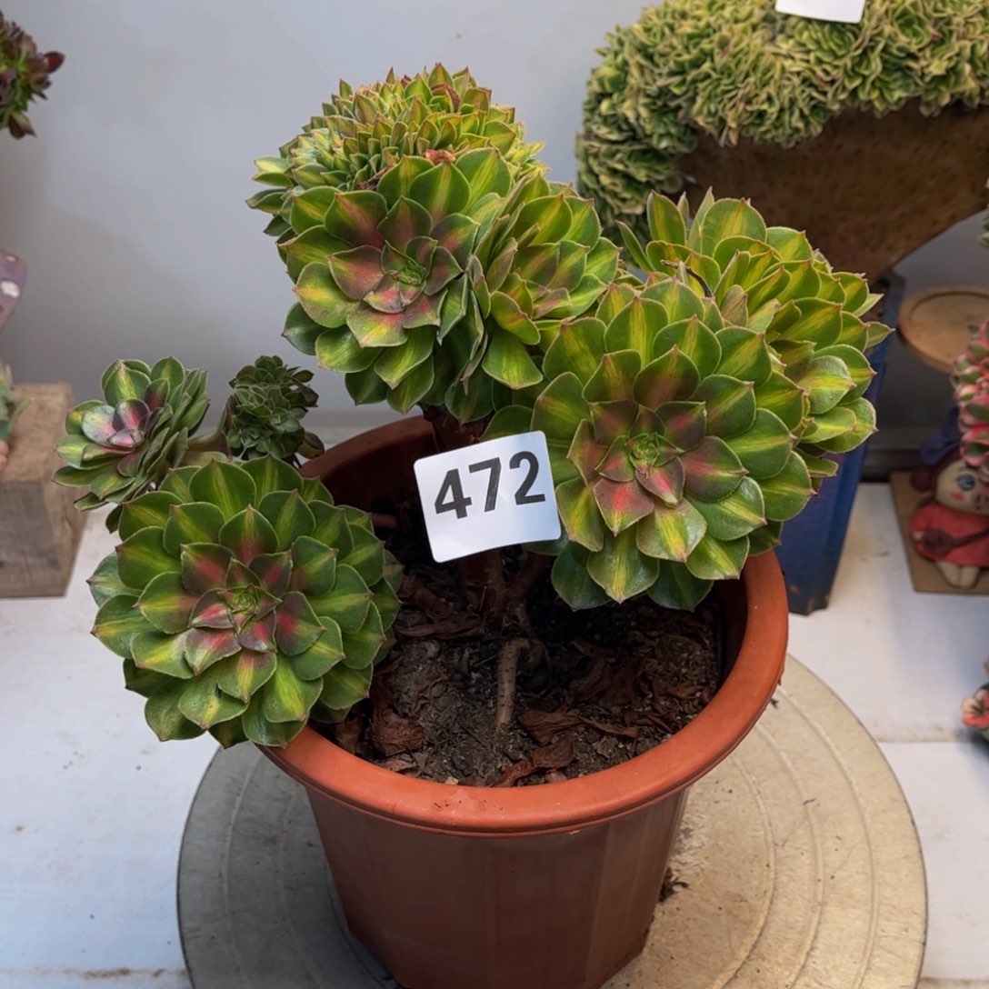 多肉植物抹茶缀472