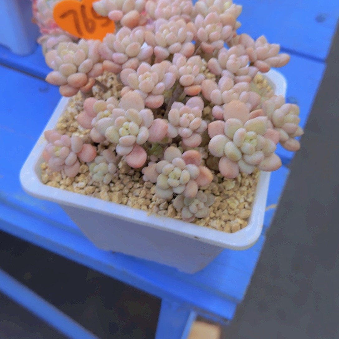 落*莹765多肉植物一物一拍