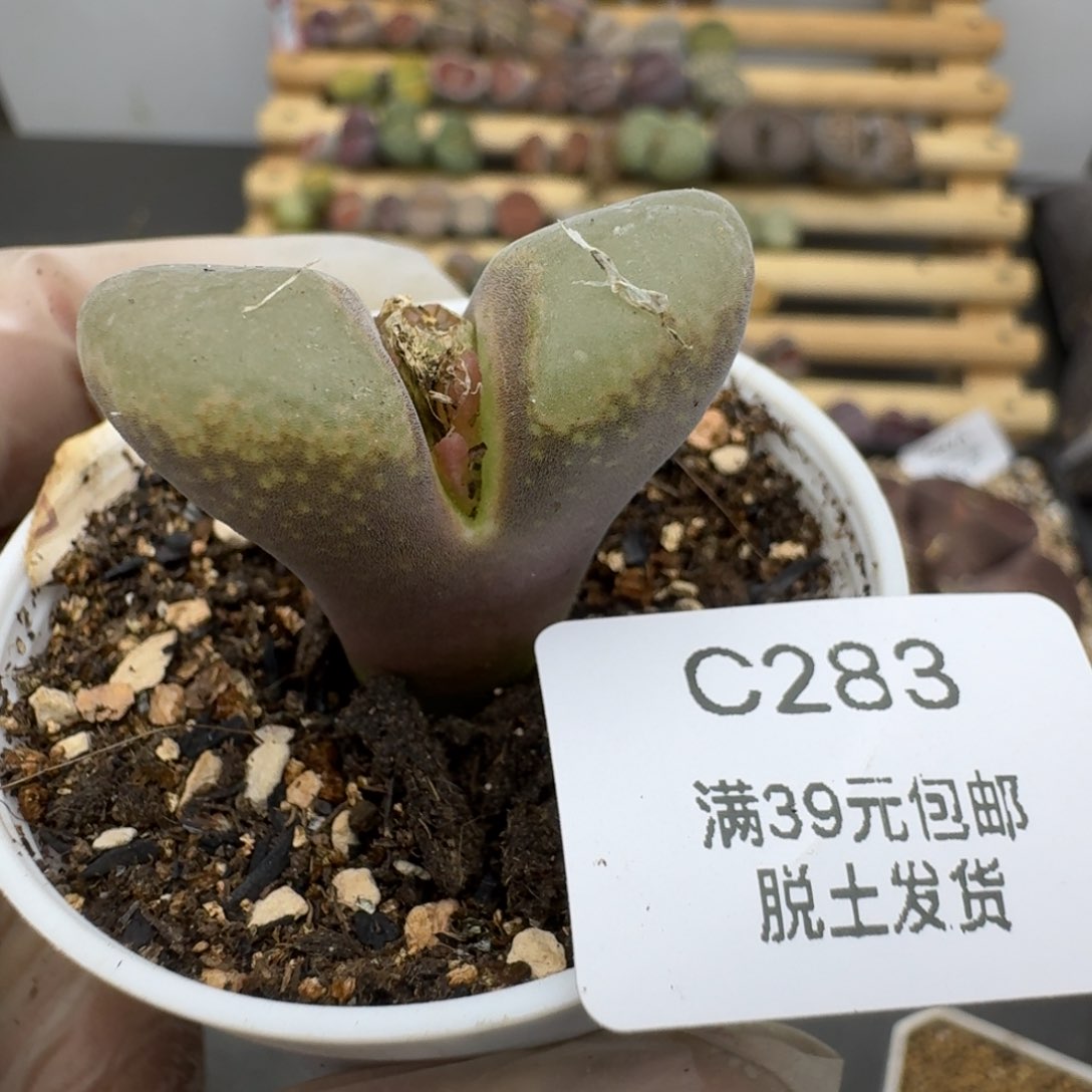 283号3厘米哈哈哈哈哈哈哈