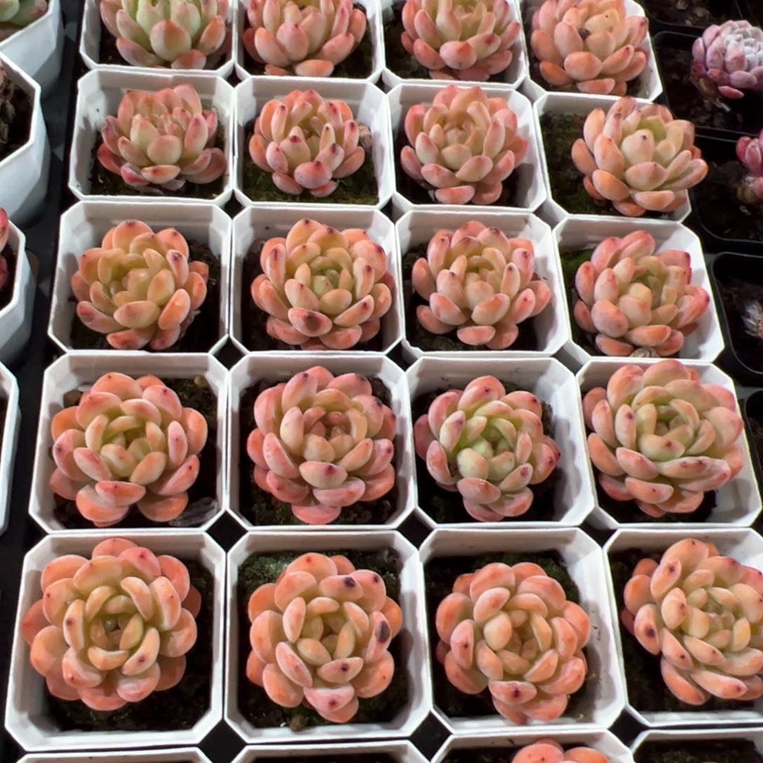 全明星 满30包邮发货