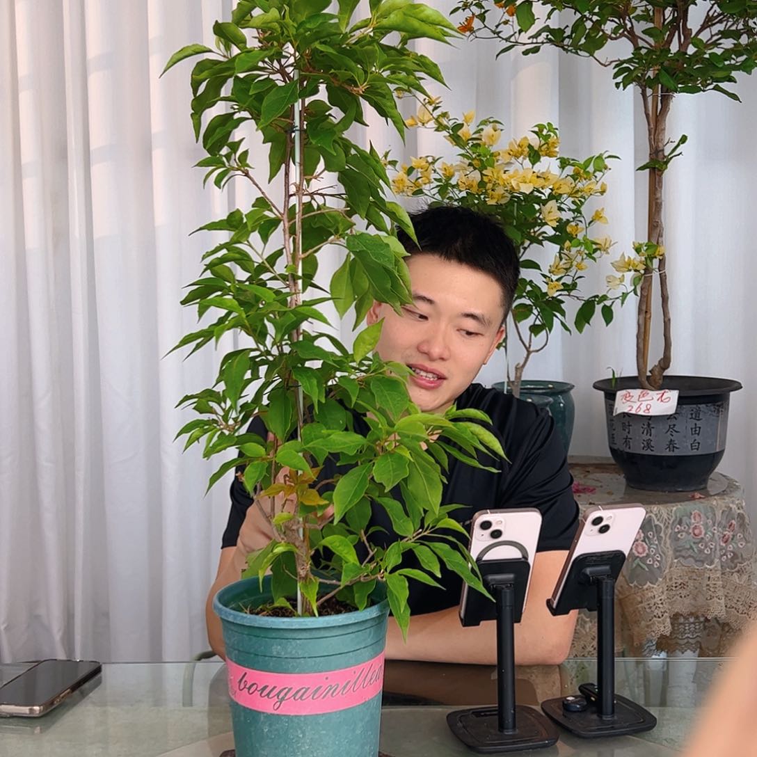 当前无花栽培后可以开花紫红桑巴带竹一颗