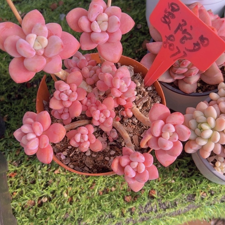 健健康康平平安安