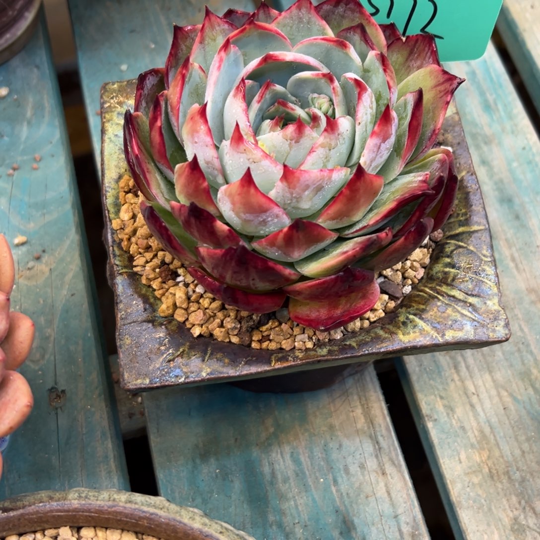 吉***儿惊鸿5172号一物一拍