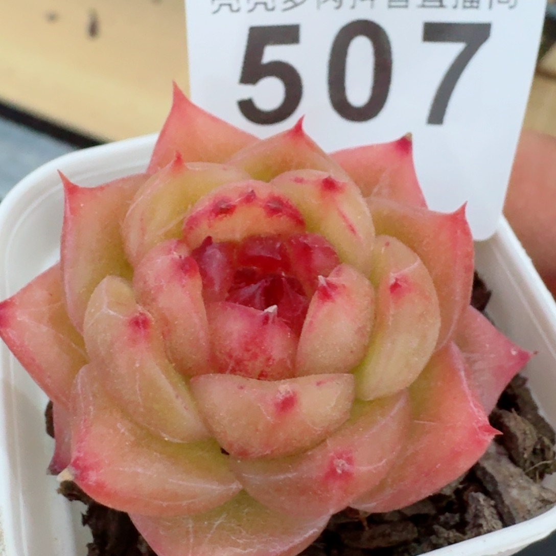 珍妮         精品多肉