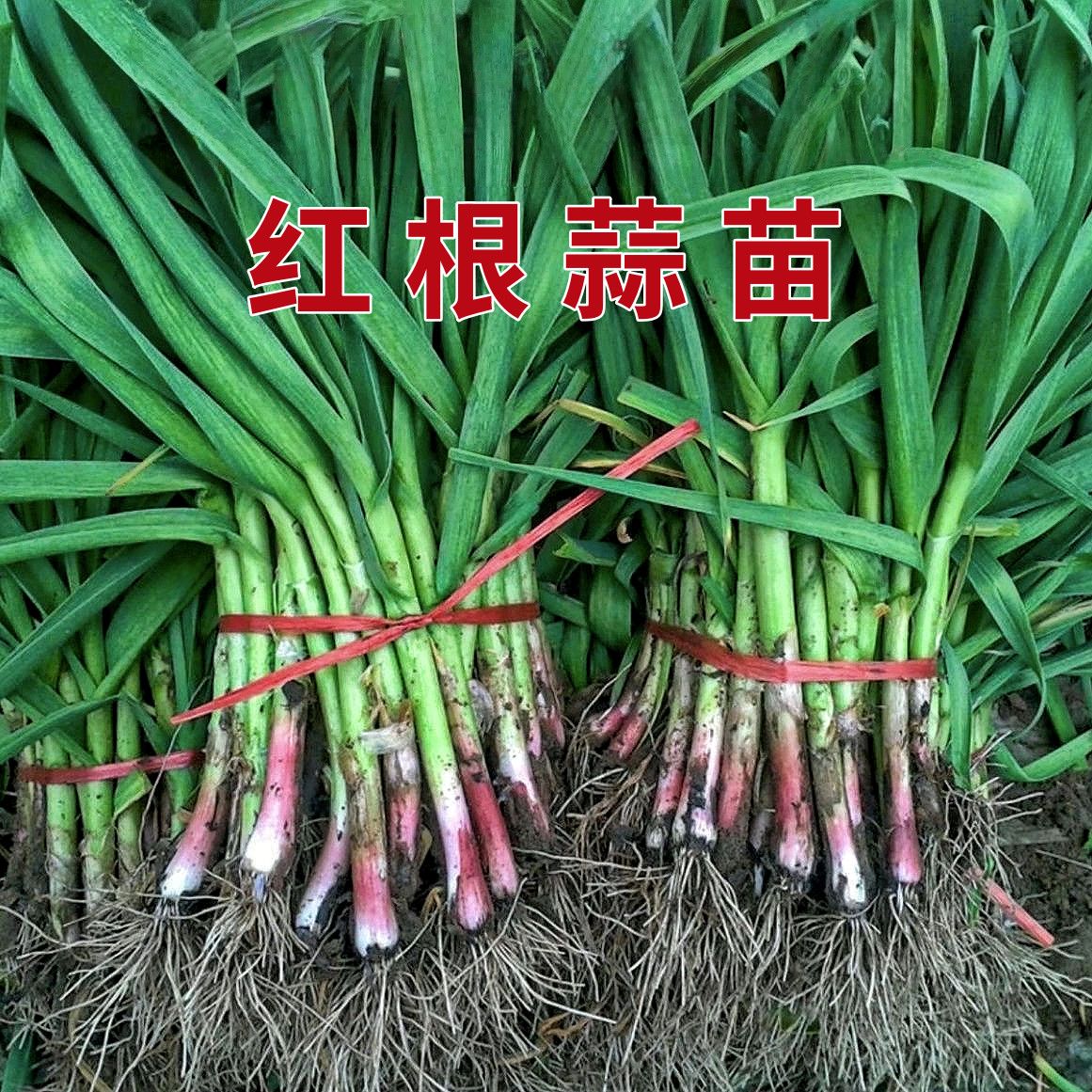 珍口福河南特产新鲜蒜苗香大蒜苗香蒜苗现拔现发3/5斤