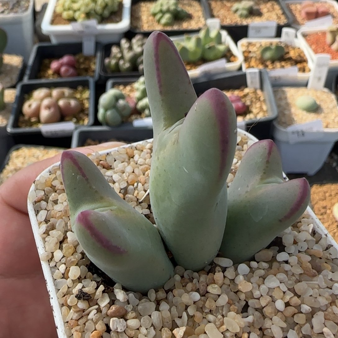 1.28多肉新年大福大将139号