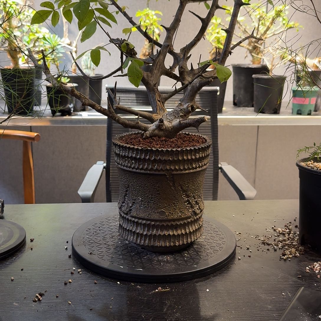 扭矩没药产场熟桩