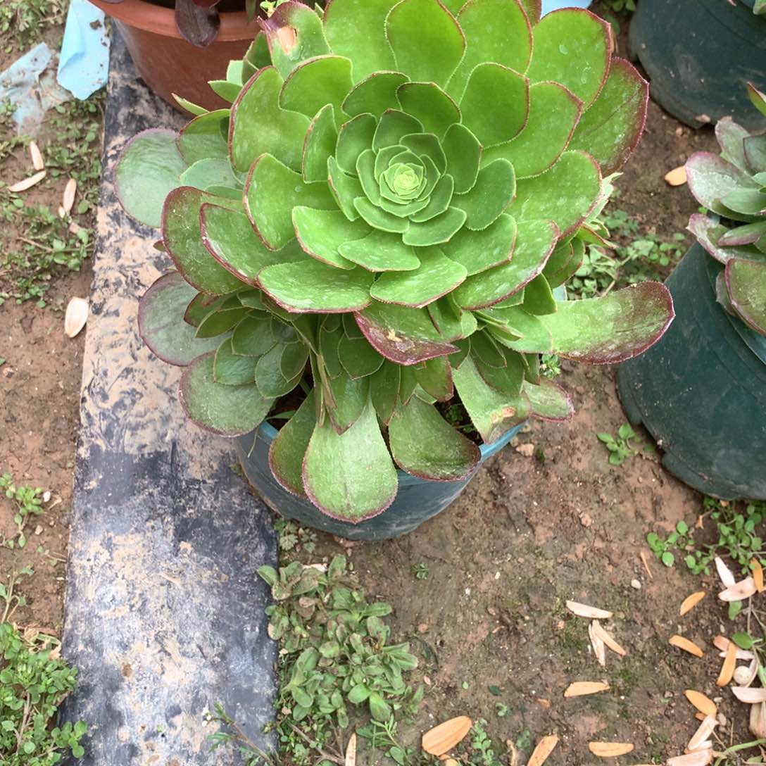 多肉植物雨荷多肉