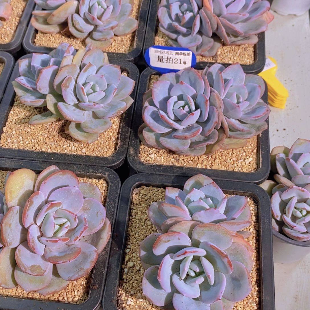 量拍21号 母本正版老桩韩版奶茶双头一个