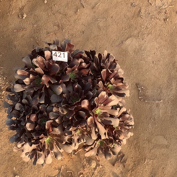 无花朵421梅花波蒂南