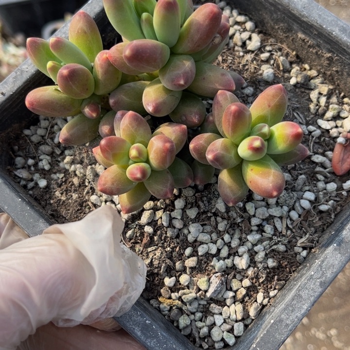 最****）千代田小群会掉叶片