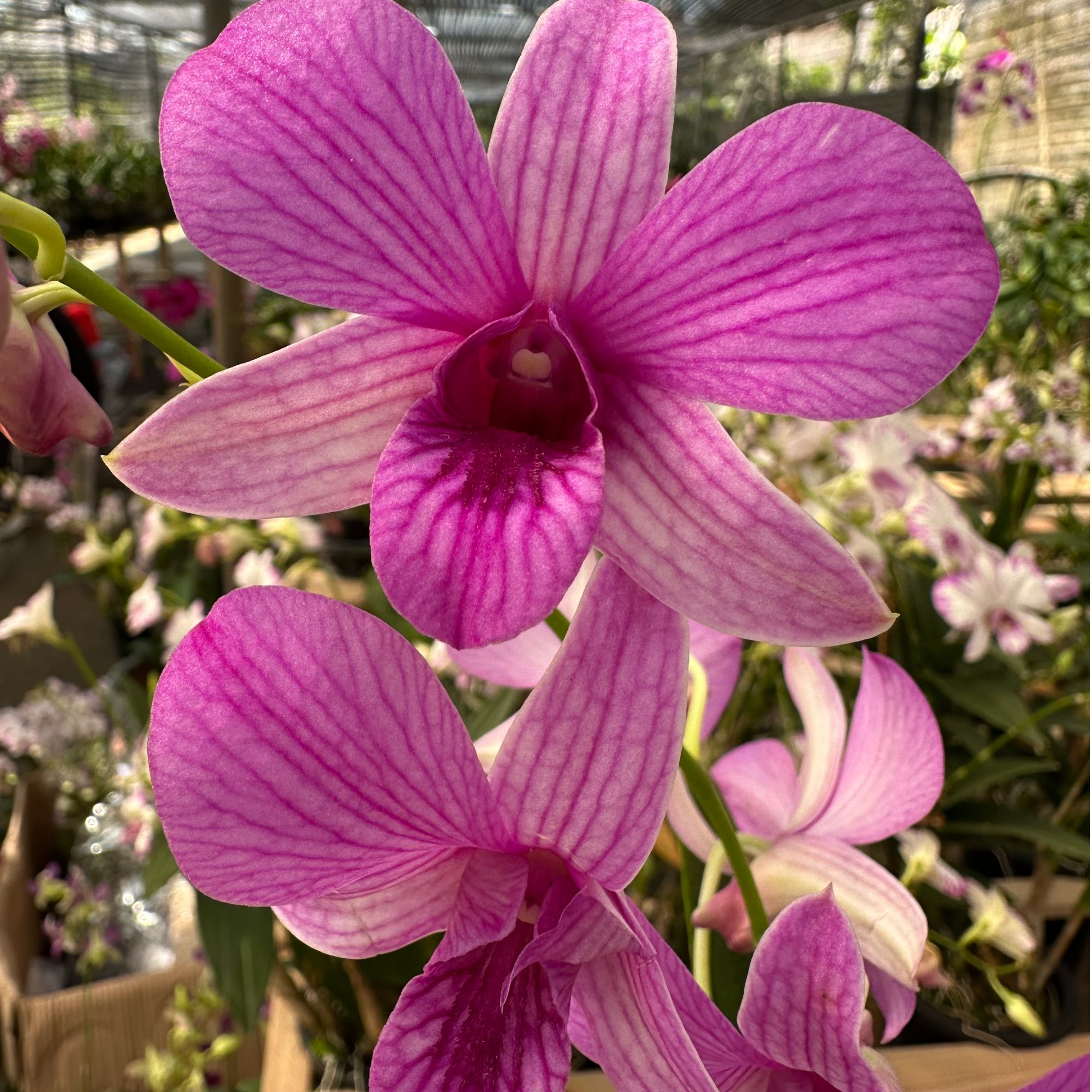 【红天鹅】带花剑多苗石斛兰桌面台面好养护花期长懒人花卉