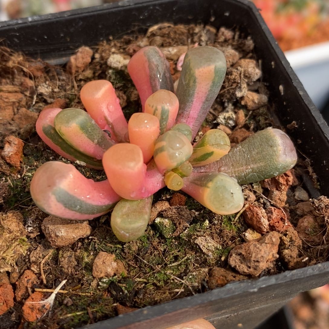 一***次五十铃玉锦多肉植物