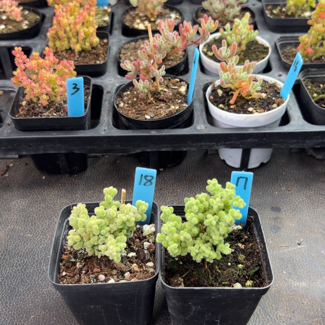 莱斯虎斑锦17号18号