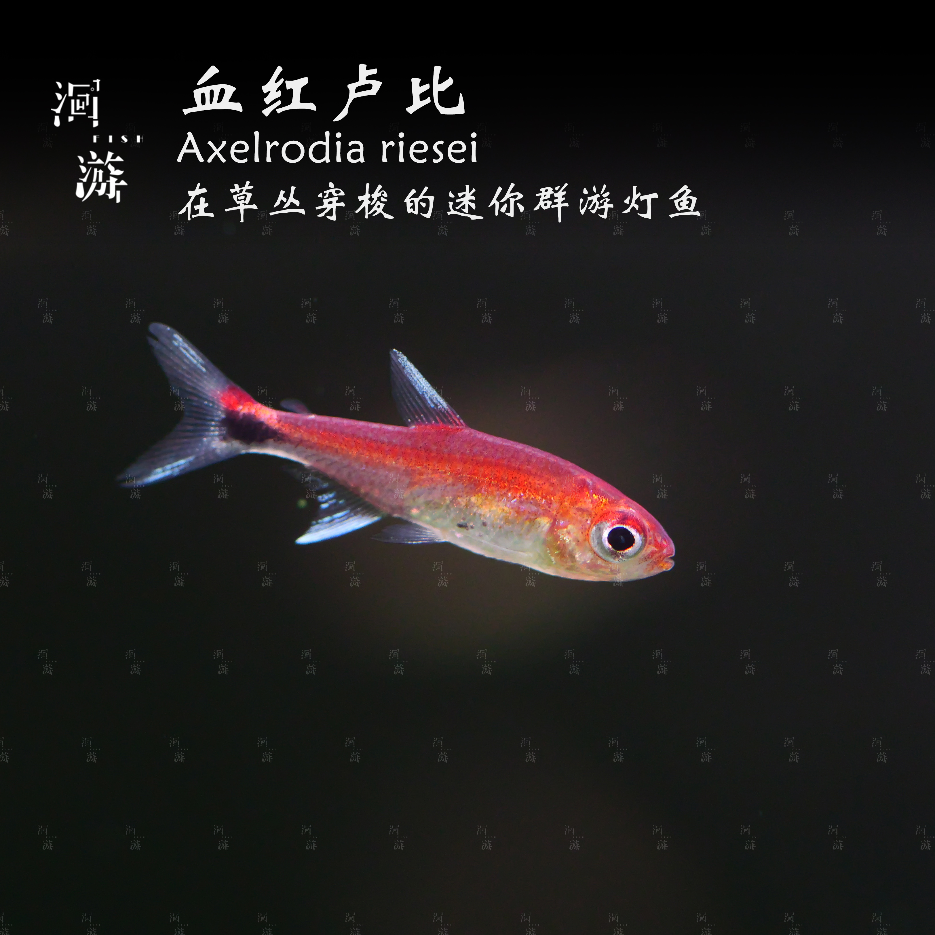 【洄游】血红卢比 灯鱼南美热带观赏鱼小鱼混养定水检疫满200包邮